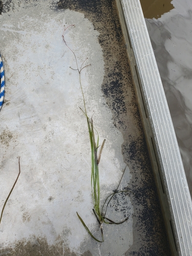 Sagittaria subulata