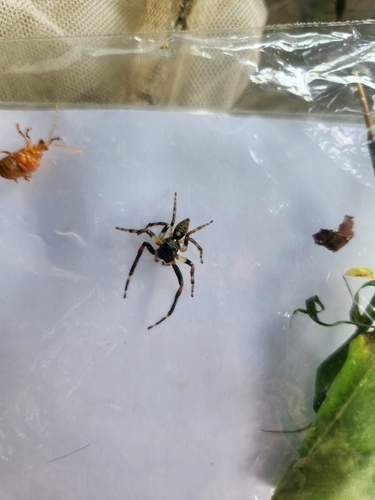 Jumping Spiders