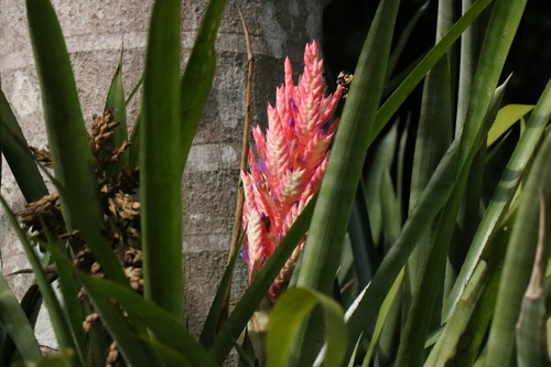 Aechmea distichantha