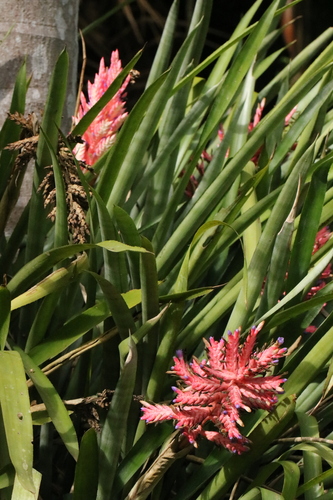 Aechmea distichantha
