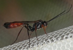 Ichneumonoidea