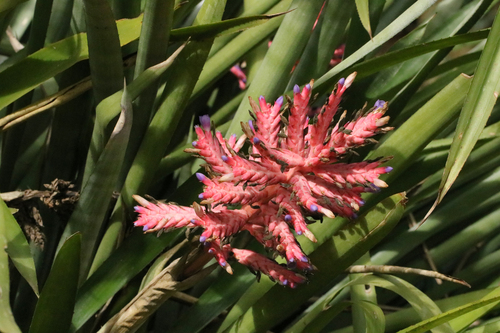 Aechmea distichantha