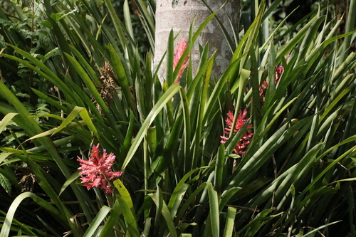 Aechmea distichantha