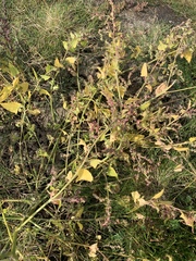 Atriplex littoralis