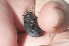 Eusattus reticulatus