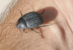 Eusattus reticulatus