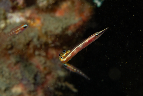 Arrow blenny (Lucayablennius zingaro) — Chaenopsidae