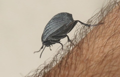 Eusattus reticulatus