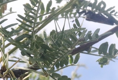 Insara elegans elegans