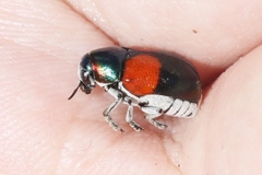 Megalostomis pyropyga