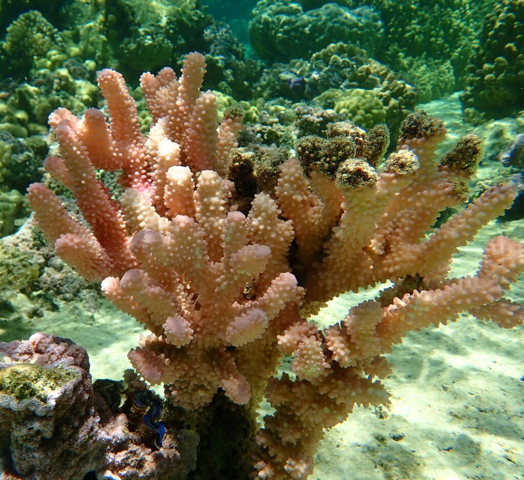 Cauliflower Corals