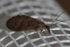 Sympherobius elegans