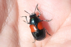 Megalostomis pyropyga