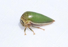 Stictopelta marmorata