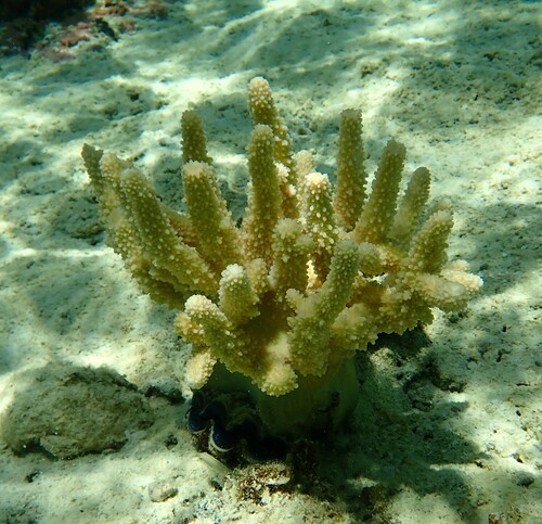 Acropora samoensis observed 2024-11-06