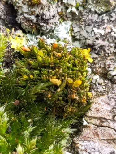 Orthotrichum pumilum observed 2025-06-16