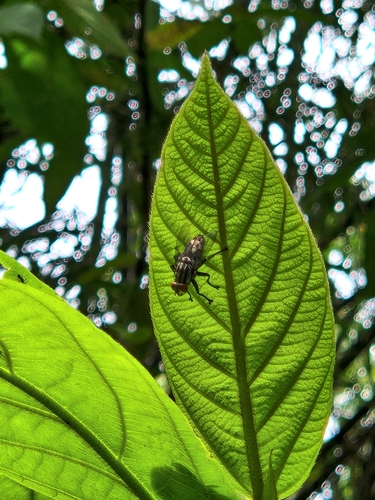 Flies