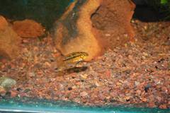 Apistogramma cacatuoides