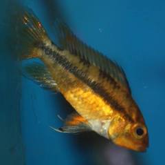 Apistogramma cacatuoides