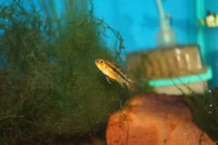 Apistogramma cacatuoides