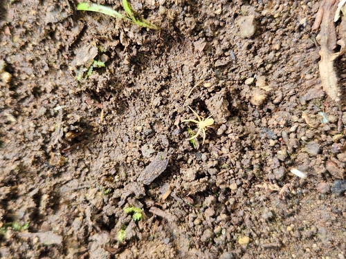 Grass Crab Spiders