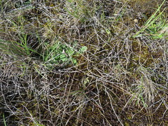 Muehlenbeckia ephedroides