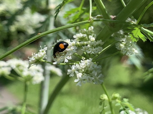 Asiatischer Marienkäfer