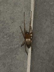 Cheiracanthium furculatum