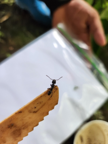 Odontoponera denticulata (F.Smith, 1858)