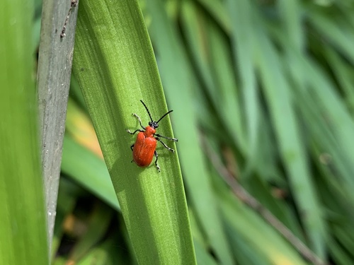 Lilienhähnchen