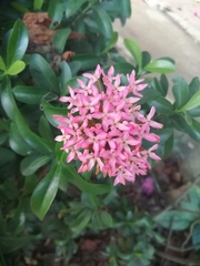 Ixora coccinea