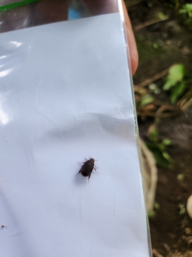 Scarabaeiform Beetles