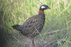 Francolinus francolinus