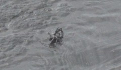Grapsus tenuicrustatus