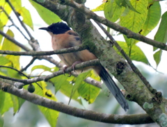 Heterophasia capistrata
