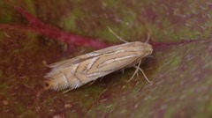 Phyllonorycter platani