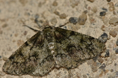 Cleorodes lichenaria