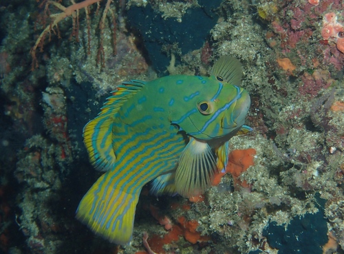 Blue-lined hind (Cephalopholis polleni) — Serranidae — 5