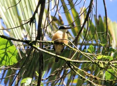 Todiramphus recurvirostris