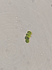 Scenedesmaceae