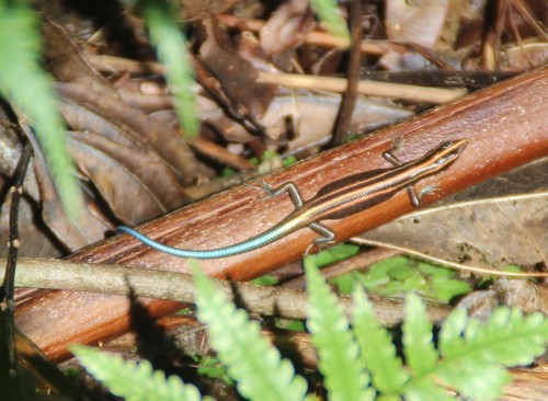 Azure-tailed Skink