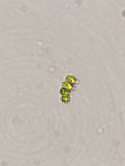Scenedesmaceae
