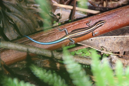 Azure-tailed Skink