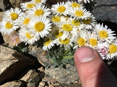 Erigeron vagus