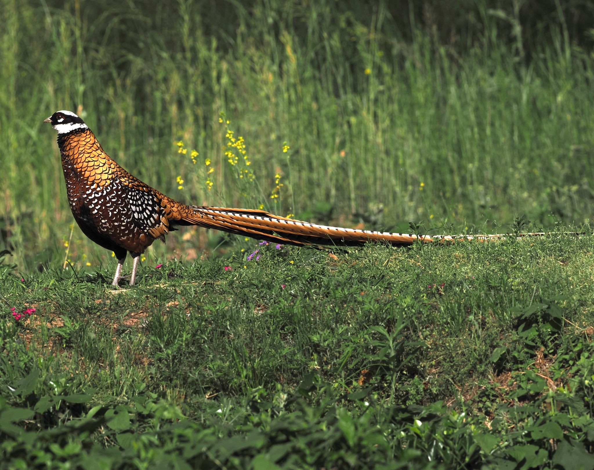Reeves's Pheasant