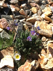 Polemonium chartaceum