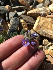 Polemonium chartaceum
