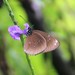 Euploea algea - Photo (c) Mark O'Brien, algunos derechos reservados (CC BY-NC), subido por Mark O'Brien