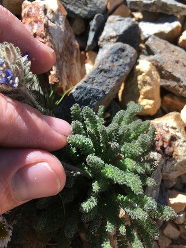 Image of White Mountains Sky Pilot (Polemonium chartaceum) by (c) Martin Purdy, some rights reserved (CC BY)