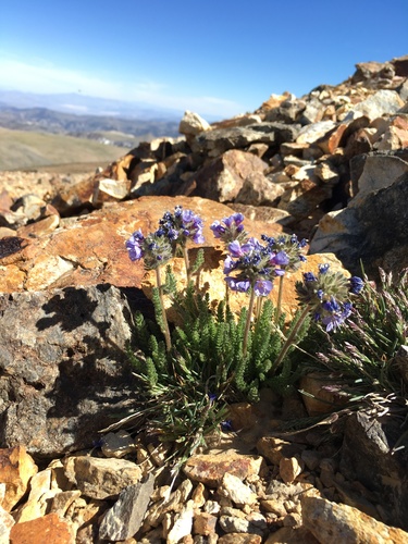 Image of Polemonium chartaceum by (c) Martin Purdy, some rights reserved (CC BY)